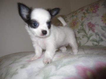 チワワ(ロング)【大分県・女の子・2012年7月12日・ホワイト&ブルー】の写真「」