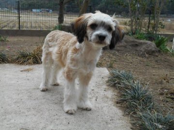 チャイニーズ・クレステッド・ドッグ【大分県・男の子・2016年8月10日・レッド&ホワイト】の写真「可愛い～～～パフっ子です」