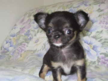 チワワ(ロング)【大分県・女の子・2012年4月13日・ブラック・タン】の写真「」