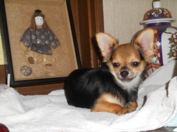 チワワ(ロング)【大分県・男の子・2017年2月22日・ブラック&レッド】の写真「愛嬌者です」