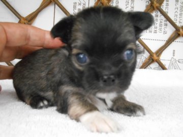 チワワ(ロング)【大分県・男の子・2016年5月24日・レッド・セーブル】の写真「」