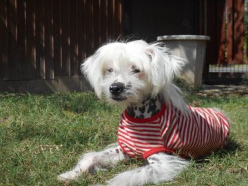 チャイニーズ・クレステッド・ドッグ【大分県・男の子・2016年5月25日・ホワイト】の写真「素敵なヘアレスボーイです」