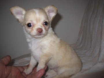 チワワ(ロング)【大分県・女の子・2013年4月16日・クリーム】の写真「」