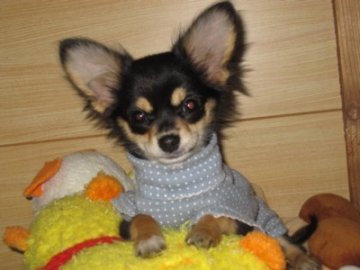 チワワ(ロング)【大分県・女の子・2011年8月14日・ブラック・タン】の写真「」