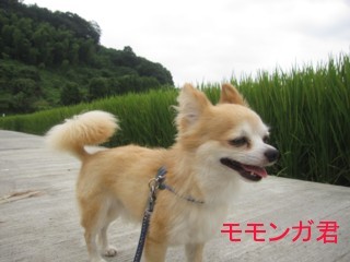 我が家の　　リーダー犬です｜原田　圭子(はらだ　けいこ)ブリーダー(大分県・チャイニーズ・クレステッド・ドッグなど・JKC登録)の紹介写真2