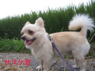 リーダー犬の子分　です。。｜原田　圭子(はらだ　けいこ)ブリーダー(大分県・チャイニーズ・クレステッド・ドッグなど・JKC登録)の紹介写真3