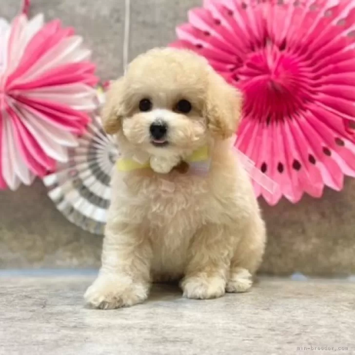 ID:2411-05397の子犬