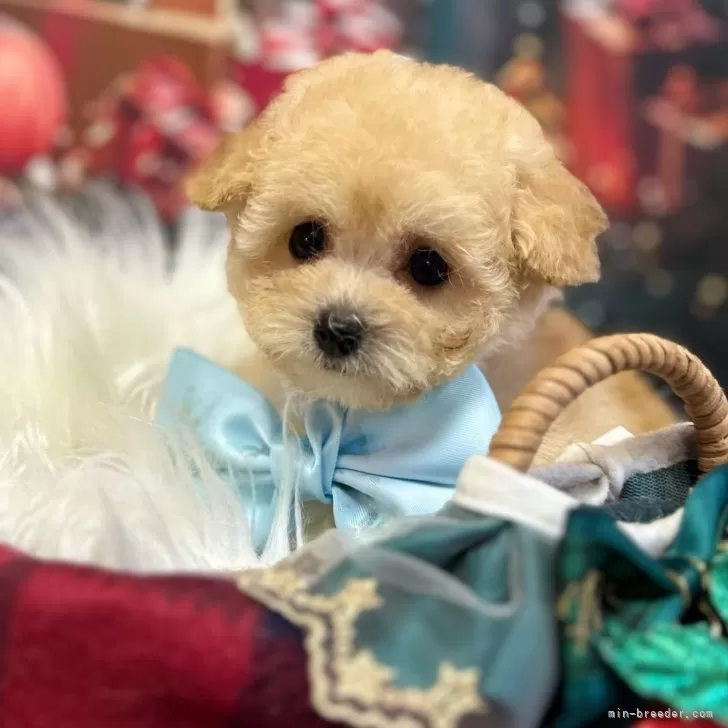 ID:2411-05691の子犬