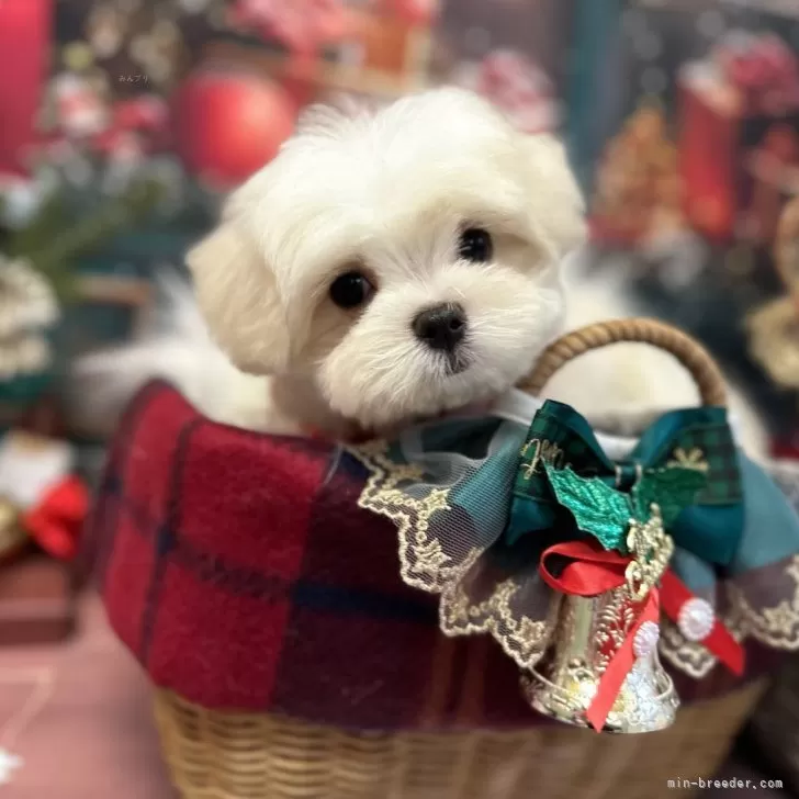 Maruko 様のお迎えした子犬
