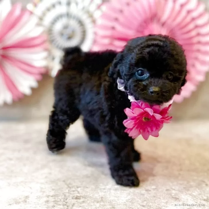 タイニープードル【大阪府・女の子・2025年10月15日・ブラック】の写真1