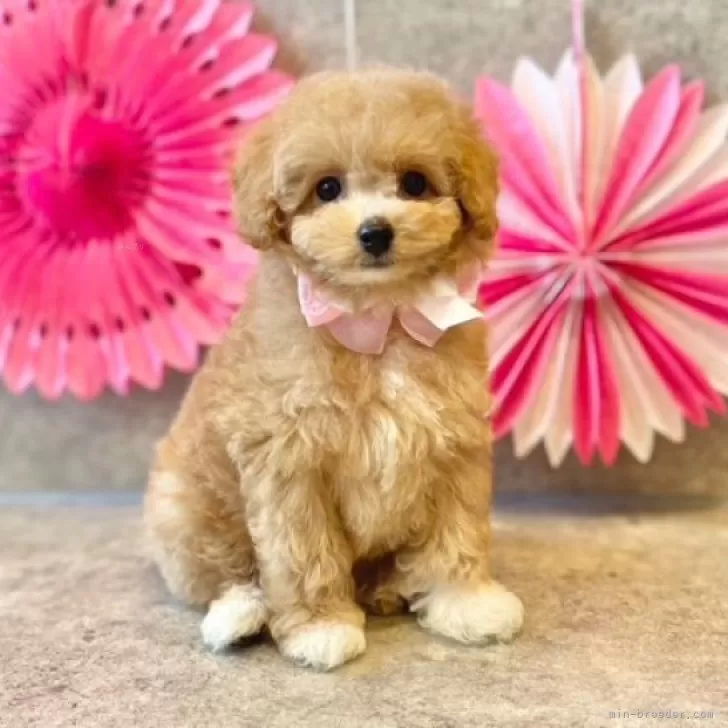 ID：2411-07778の子犬