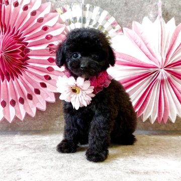 タイニープードル【大阪府・女の子・2025年9月22日・ブラック】の写真「めちゃくちゃ可愛いお顔🩷」