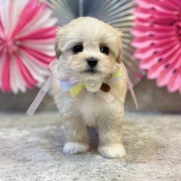 マルプー(マルチーズ×トイプードル)【大阪府・女の子・2024年11月24日・クリーム】の写真「まん丸お顔でお目々くりくりちゃん💓」