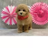 トイプードル(トイ)