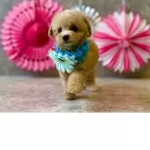 ティーカッププードル