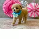 ティーカッププードル【大阪府・男の子・2025年9月22日・アプリコット】の写真2