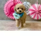 ティーカッププードル【大阪府・男の子・2025年9月22日・アプリコット】の写真3