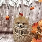 ポメラニアン【大阪府・女の子・2025年7月25日・オレンジ】の写真3