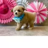 ティーカッププードル【大阪府・男の子・2025年9月22日・アプリコット】の写真4