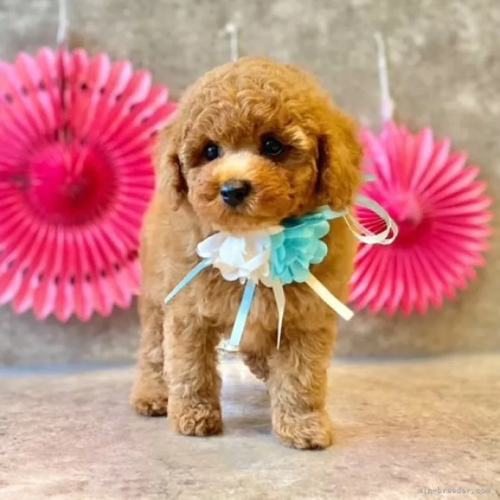 ID:2304-01620の子犬