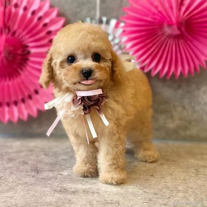 ID：2402-00371の子犬