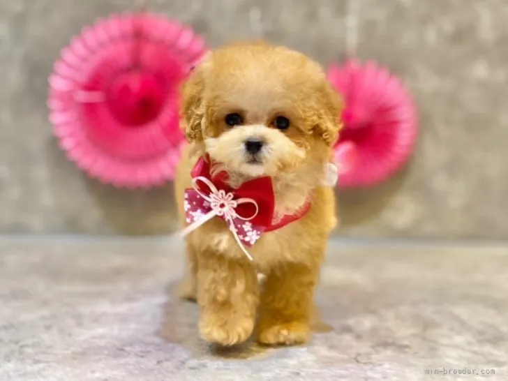 ID:2111-03003の子犬