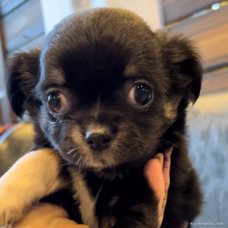 ID:2312-06085の子犬