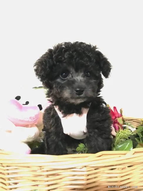 ID:1905-02897の子犬