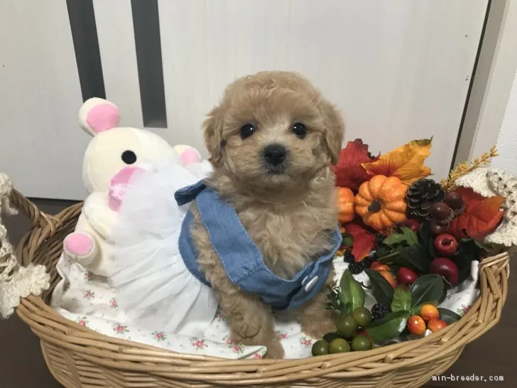 ID：1910-01270の子犬