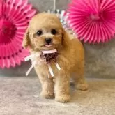 タイニープードル【大阪府・男の子・2023年12月10日・アプリコット】の写真1