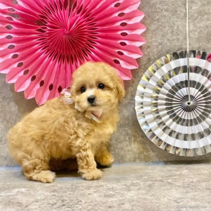 ID:2212-04887の子犬