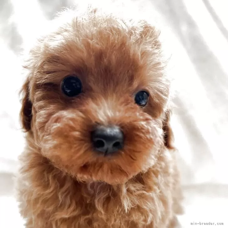 N.H 様のお迎えした子犬