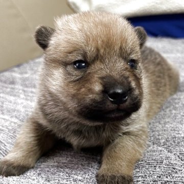 北海道犬【北海道・女の子・2025年3月16日・赤】の写真「可愛い女の子」
