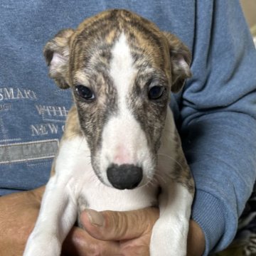 ウィペット【北海道・男の子・2025年9月6日・ホワイトアンドブリンドル】の写真「とても色合いの良い男の子」