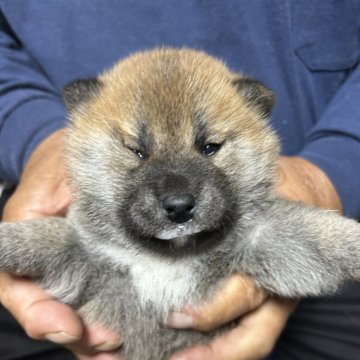 柴犬(標準サイズ)【北海道・女の子・2025年9月12日・赤】の写真「とても可愛い女の子」
