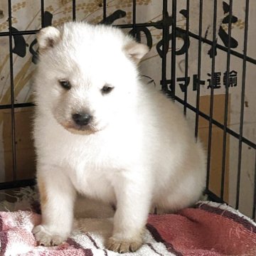 北海道犬【北海道・男の子・2025年3月16日・白】の写真「とても可愛い男の子」