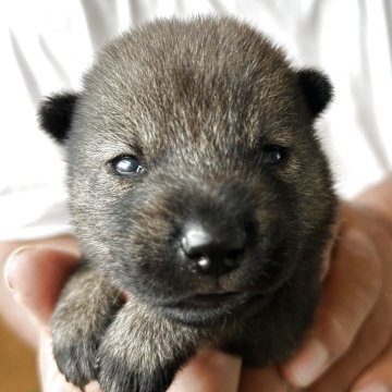 北海道犬【北海道・男の子・2025年7月24日・胡麻毛】の写真「胡麻毛の一頭だけの男の子」