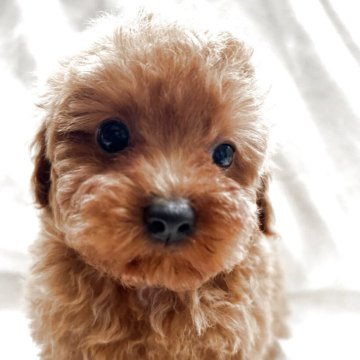 トイプードル(トイ)【北海道・男の子・2025年9月11日・レッドフォーン】の写真「胸に少しだけ白い毛がある男の子」