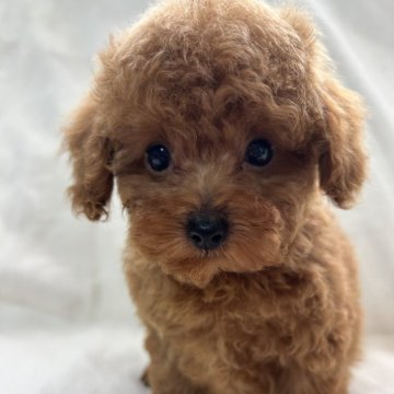 トイプードル(トイ)【北海道・男の子・2025年9月11日・レッドフォーン】の写真「とても元気な男の子」