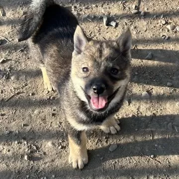 北海道犬写真集 イヌ（北海道犬）[23018032076]の写真・イラスト素材｜アマナ