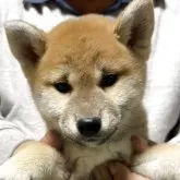 柴犬(標準サイズ)