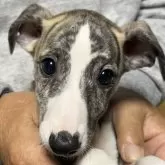 ウィペット【北海道・男の子・2025年9月6日・ホワイトアンドブリンドル】の写真1「最後の男の子とても可愛い子です。」