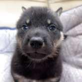 北海道犬