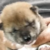 柴犬(標準サイズ)