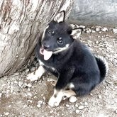北海道犬