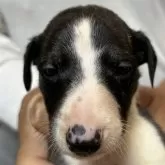 ウィペット