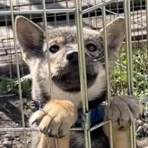 北海道犬