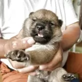 北海道犬【北海道・女の子・2025年7月24日・赤毛】の写真1「四頭生まれて中で1番可愛い女の子」