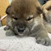 柴犬(標準サイズ)