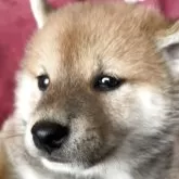 柴犬(標準サイズ)